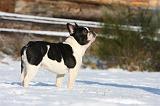 BOULEDOGUE FRANCAIS 987